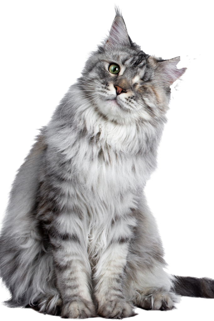 Inspiration for Tristan, a gray cat with a missing eye and torn ear